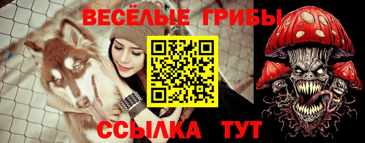 Сердобск  Псилоцибиновые грибы Psilocybe  Вход с VPN 